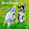 Baby Goats | 2026 7 x 14 Inch (Hanging) Monthly Mini Wall Calendar